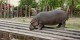 Budapest - Avril 2008 - 041 - Zoo - Hippopotame